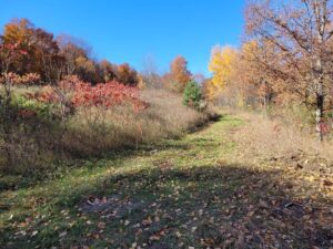 Rolling overgrown terrain before excavation